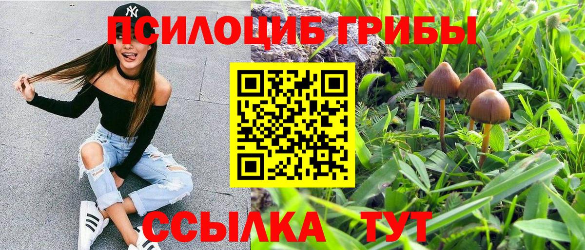 Галлюциногенные грибы Psilocybe Советская Гавань